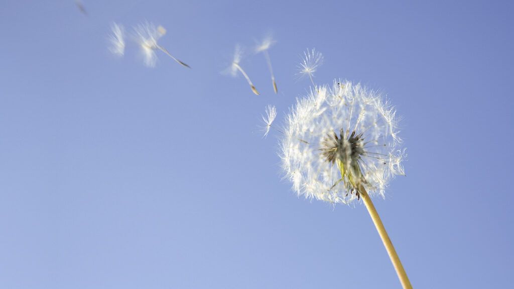 Dandelion seeds blow in the sky