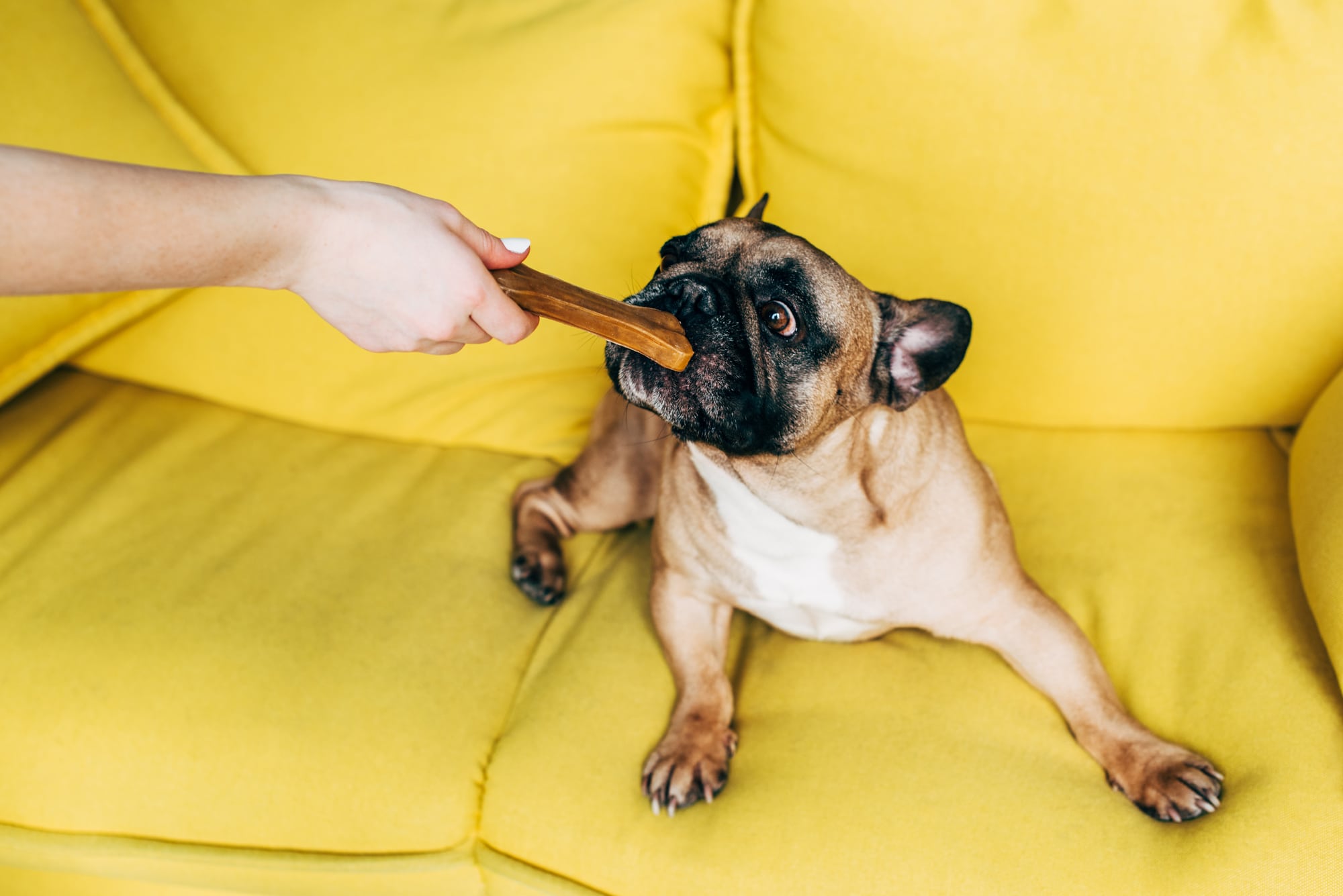 Pet sitting and dog walking small business idea. Picture of a dog eating a treat on a yellow couch